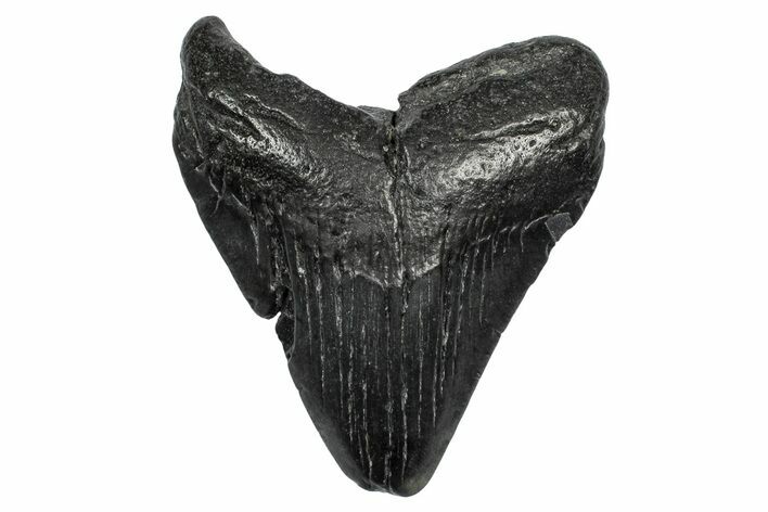 Fossil Megalodon Tooth - South Carolina #341501